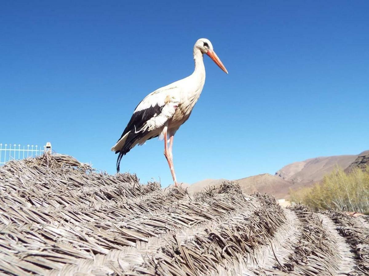 Maison D'Hotes La Vallee Des Nomades Msemrir Dış mekan fotoğraf